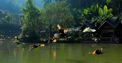 西双版纳月嫂培训公司专业好品牌星月嫂母婴护理师培训班价格