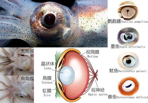 廈門鐵板魷魚培訓課程學習入門