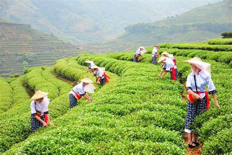 廈門那個珍珠奶茶系列培訓(xùn)機構(gòu)比較好