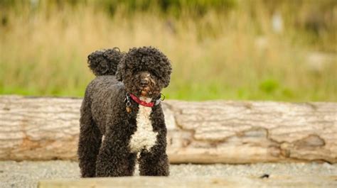 福州报个葡萄牙语培训班要多少钱