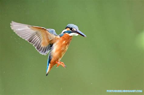 福州哪里有葡萄牙语培训班