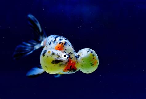 福州葡萄牙语业余培训