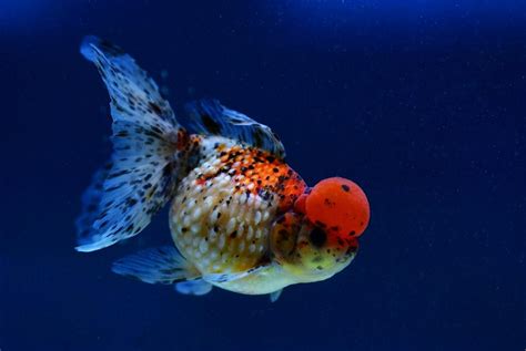 福州报个葡萄牙语培训班多少