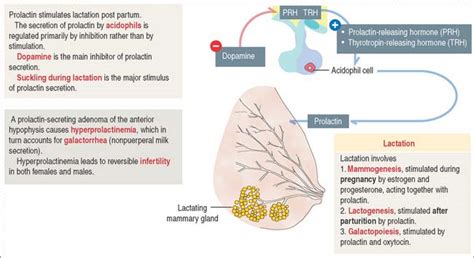 催乳师母乳喂养指导师 余杭区催乳师