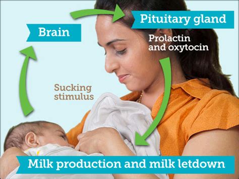 杭州催乳师母乳喂养指导师