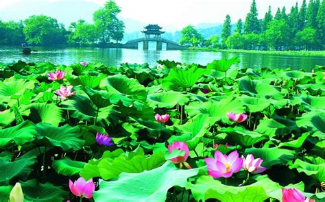 杭州学习小儿推拿