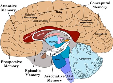 大脑记忆力训练方法