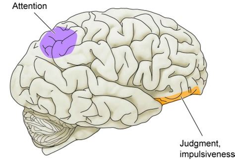 杭州注意力与大脑