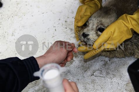 大连育婴师资格考试题