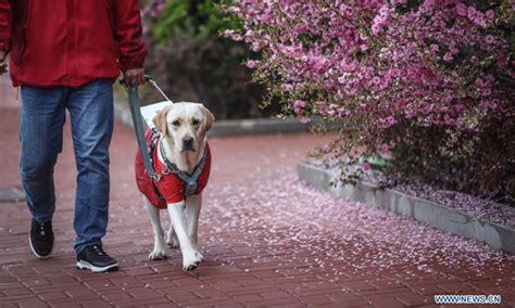 大连标准日语中级培训班
