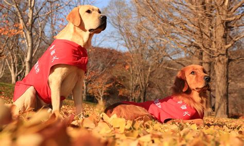 大连培训口才什么机构好