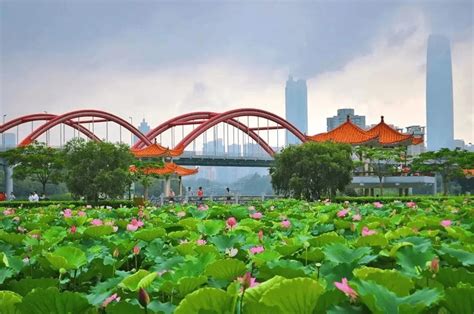 深圳青之藤国际
