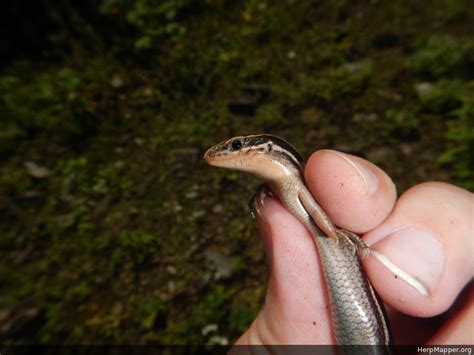 上海优雅女性魅力培训课程