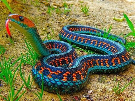 深圳python