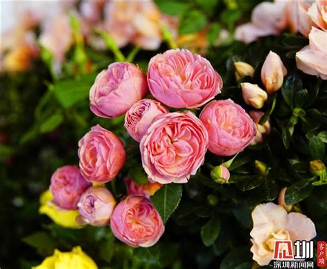 深圳插花婚庆培训