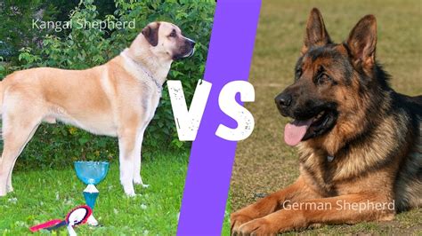 【深圳个人体态气质体态气质培训哪家比较好】