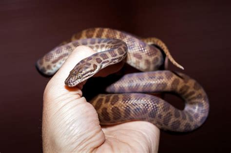 深圳Python少儿编程哪家比较好