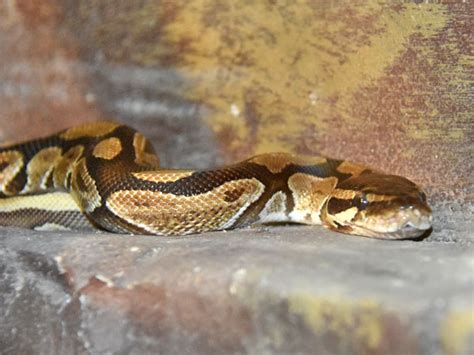 大连python入门培训班