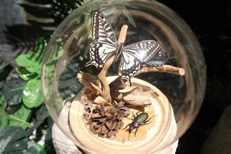 哈尔滨引航餐饮羊棒骨课程培训好不好？