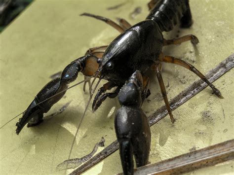 哈尔滨小龙虾培训技术哪家强