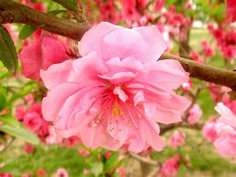 【天津哪里有花艺培训课程】
