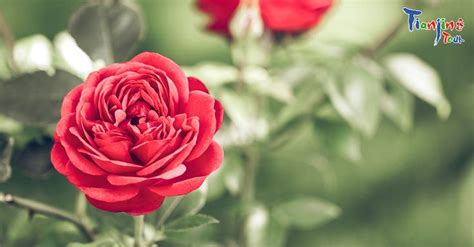 【天津哪里有学习插花】