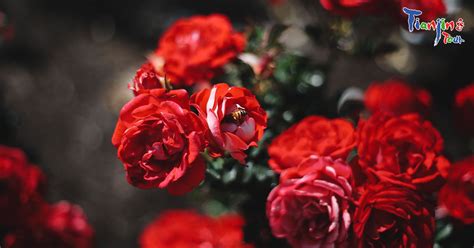 【天津哪有插花培训周末班】