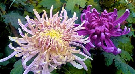 【天津好的插花培训多少钱】