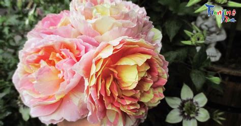 【天津好的插花培训哪里好】