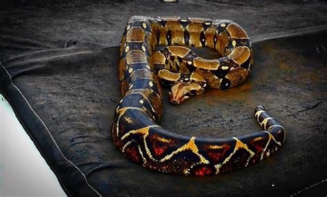 株洲乐博乐博Python课程