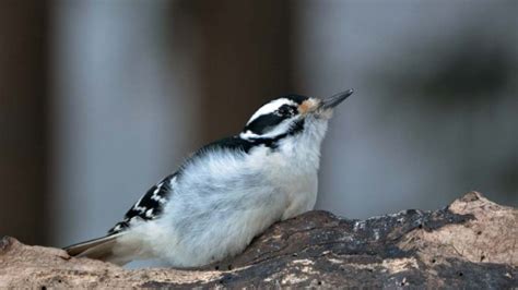 北京啄木鸟美国硕士留学精英计划