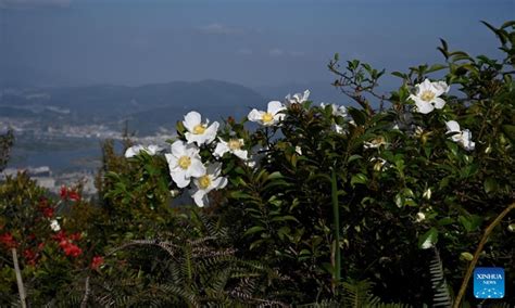 芜湖优路教育—全国教师资格证考试笔试【面授+网络】招生简章