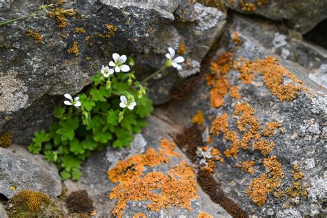 北京新励成-生命的绽放
