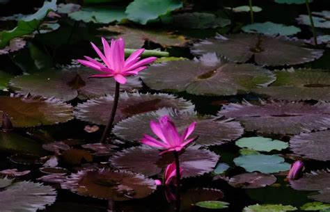 佛山新励成-生命的绽放