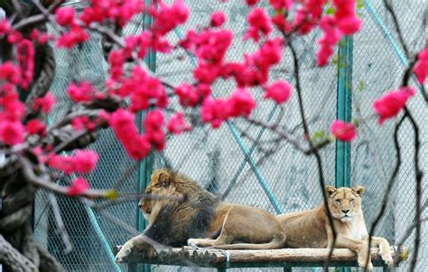 郑州新励成-生命的绽放