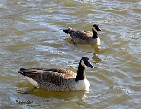 剑桥郡加拿达外国语学校小学部