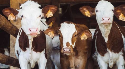 华中农业大学动物科学技术学院兽医硕士（VMM）非全日制研究生招生简章