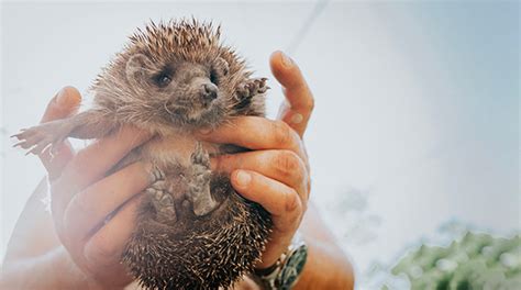 广西大学动物科学技术学院兽医硕士非全日制研究生招生简章