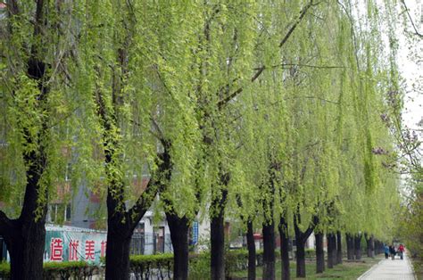 东北农业大学电气与信息学院电气工程硕士非全日制研究生招生简章