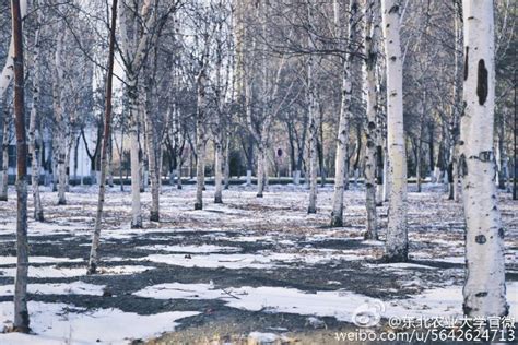 东北农业大学风景园林（园林植物与应用）硕士非全日制研究生招生简章