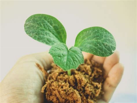 青苗昌平怡园幼儿园