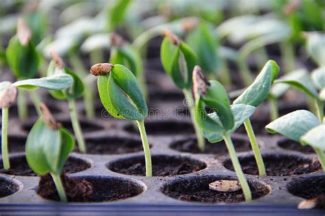 青苗蓝色港湾幼儿园