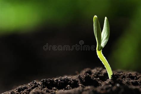 青苗阳光上东校区 ( 学前班 -6 年级 )