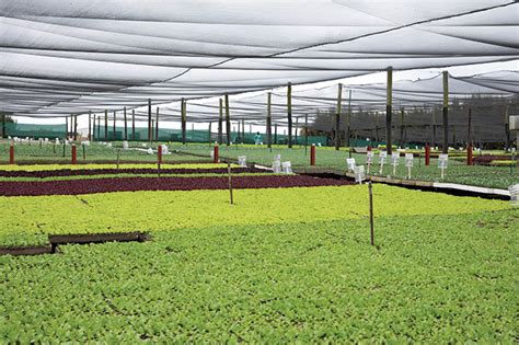 青苗阳光上东校区 ( 学前班 -6 年级 )