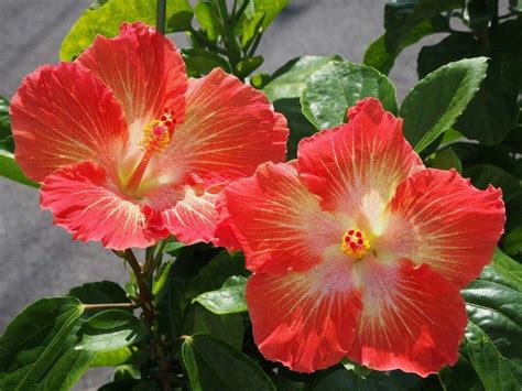 长沙芙蓉日语培训班、入门到精通