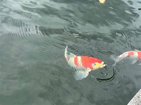 青岛李沧日语培训班_欧风小语种