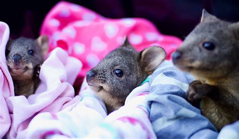 合肥胆小康复课程