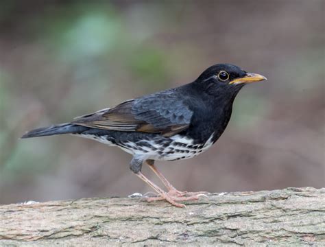 上海南汇日语培训班、星马教育