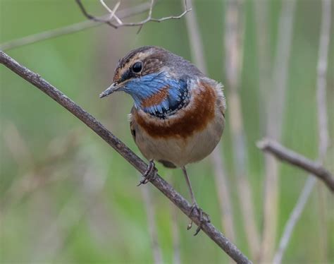 上海南汇SAT培训班、星马教育