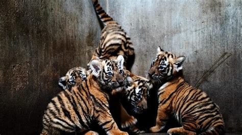 上海西班牙培训课程、上海西班牙语系统课程